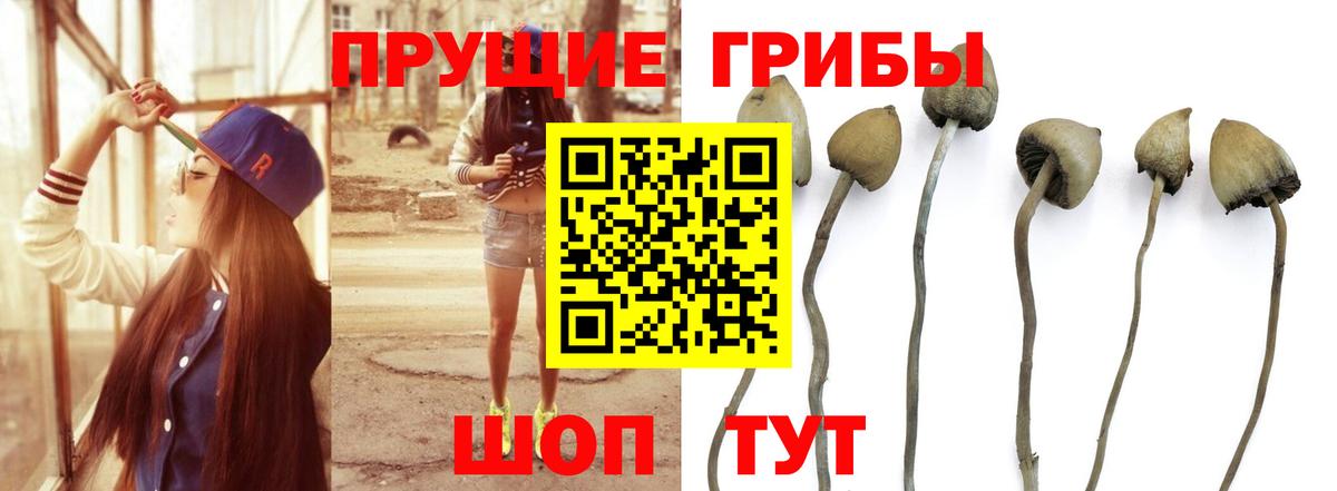 Галлюциногенные грибы прущие грибы  Вход с VPN  Выборг 